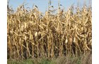 Property photo 9 - 212 Acres Offered in 6 Tracts - Selling Regardless of Price
